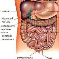 Внутренние органы брюшной полости человека