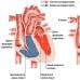 Характеристика нормальных тонов сердца