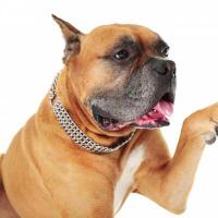 Ce este bruceloza la câini - ce este periculos și cum se tratează